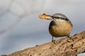 European nuthatch Sitta europaea on a tree bark Royalty Free Stock Photo