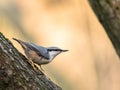 Eurasian Nuthatch, Sitta europaea, sitting on a tree trunk, vertical image Royalty Free Stock Photo