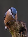 Eurasian nuthatch Sitta europaea sitting on a weathered trunk Royalty Free Stock Photo