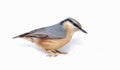 Eurasian Nuthatch (Sitta europaea) on Snow Royalty Free Stock Photo