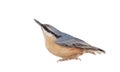 Eurasian Nuthatch (Sitta europaea) on Snow Royalty Free Stock Photo