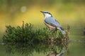 Eurasian Nuthatch, Sitta europaea stands in the moss Royalty Free Stock Photo