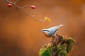 Eurasian nuthatch Sitta europaea on a tree stump in the forest in autumn colors. Around are rose hips. Simple blurred background Royalty Free Stock Photo