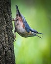 The Eurasian Nuthatch Sitta europaea, on tree trunk in the UK Royalty Free Stock Photo