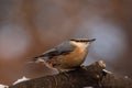 European nuthatch Sitta europaea on a tree bark Royalty Free Stock Photo