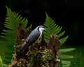 Eurasian Nuthatch, Sitta europaeaon sitting in the rain on an old stump