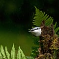 Eurasian Nuthatch, Sitta europaeaon sitting in the rain on an old stump