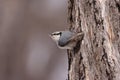 Eurasian nuthatch