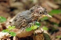 Wild bird. In the forest. Baby of Eurasian nuthatch