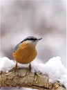 Eurasian Nuthatch in snow Royalty Free Stock Photo