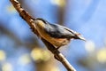 Eurasian nuthatch or wood nuthatch bird, Sitta europaea perched on a branch, foraging in a forest Royalty Free Stock Photo