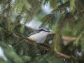 Eurasian nuthatch or wood nuthatch, lat. Sitta europaea, sitting on the fir branch in the forest Royalty Free Stock Photo