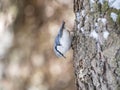 Eurasian nuthatch or wood nuthatch, lat. Sitta europaea, sitting on a tree trunk with snow in winter Royalty Free Stock Photo