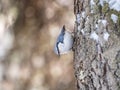 Eurasian nuthatch or wood nuthatch, lat. Sitta europaea, sitting on a tree trunk with snow in winter Royalty Free Stock Photo