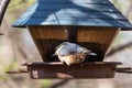 Eurasian nuthatch or wood nuthatch bird, Sitta europaea perched on a branch, foraging in a forest Royalty Free Stock Photo