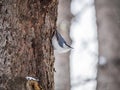 Eurasian nuthatch or wood nuthatch, lat. Sitta europaea, sitting on a tree trunk with snow in winter Royalty Free Stock Photo