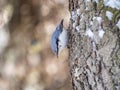 Eurasian nuthatch or wood nuthatch, lat. Sitta europaea, sitting on a tree trunk with snow in winter Royalty Free Stock Photo