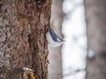 Eurasian nuthatch or wood nuthatch, lat. Sitta europaea, sitting on a tree trunk with snow in winter Royalty Free Stock Photo