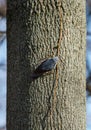 Eurasian nuthatch, wood nuthatch (Sitta europaea) sitting on tree trunk Royalty Free Stock Photo