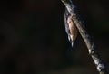 The Eurasian nuthatch or wood nuthatch Sitta europaea is a small passerine bird Royalty Free Stock Photo