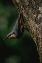 Eurasian nuthatch (Sitta europaea) perched on the side of a tree trunk Royalty Free Stock Photo