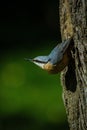 Eurasian nuthatch (Sitta europaea) perched on the side of a tree trunk Royalty Free Stock Photo