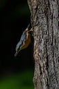 Eurasian nuthatch (Sitta europaea) perched on the side of a tree trunk Royalty Free Stock Photo