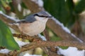 Eurasian nuthatches on a branch in Sweden