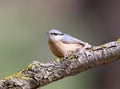 The Eurasian nuthatches sits on a forest trough and are ready to fight for food.