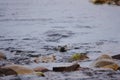Eurasian Otter aka Sea Otter (Lutra lutra) on the Isle of Jura an inner Hebridean Island in Scotland, UK
