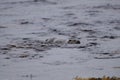 Eurasian Otter aka Sea Otter (Lutra lutra) on the Isle of Jura an inner Hebridean Island in Scotland, UK