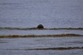 Eurasian Otter aka Sea Otter (Lutra lutra) on the Isle of Jura an inner Hebridean Island in Scotland, UK