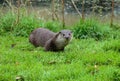 An Eurasian Otter on the banks of a river