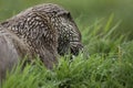 Euroasian otter close up portrait Royalty Free Stock Photo