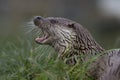 Euroasian otter close up portrait Royalty Free Stock Photo