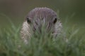 Euroasian otter close up portrait Royalty Free Stock Photo