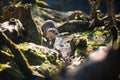 Eurasian otter Royalty Free Stock Photo