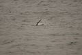 Eurasian Otter diving (aka Sea Otter, Lutra lutra) on the Isle of Jura an inner Hebridean Island in Scotland, UK