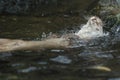 Eurasian otter floating in water