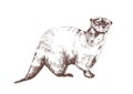 Eurasian otter hand drawn with contour lines on white background. Beautiful monochrome sketch drawing of wild