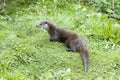 Eurasian Otter - Lutra lutra