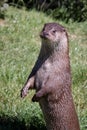 Eurasian Otter (Lutra lutra) Royalty Free Stock Photo