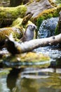 Eurasian otter (Lutra lutra) Royalty Free Stock Photo