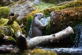 Eurasian otter (Lutra lutra) Royalty Free Stock Photo