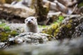 Eurasian otter (Lutra lutra) Royalty Free Stock Photo