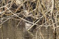 Eurasian otter, Lutra lutra, swimming on river lossie, winter, moray, scotland, march. Royalty Free Stock Photo