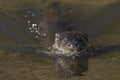 Eurasian otter, Lutra lutra, swimming on river lossie, winter, moray, scotland, march. Royalty Free Stock Photo