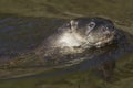 Eurasian otter, Lutra lutra, swimming on river lossie, winter, moray, scotland, march. Royalty Free Stock Photo