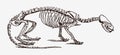 Eurasian otter lutra skeleton in profile view