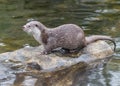 Eurasian otter Lutra lutra Royalty Free Stock Photo